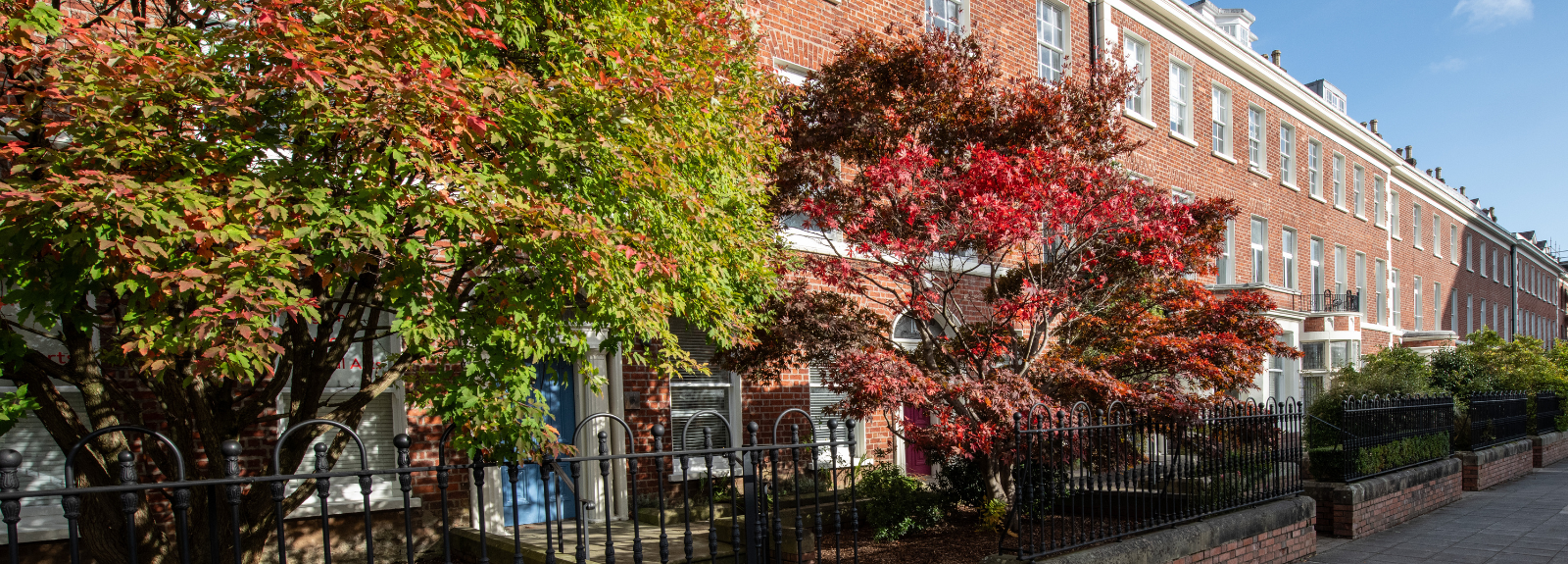 autumnal trees pictured in the front gardens of a row of 19th-century terraced houses